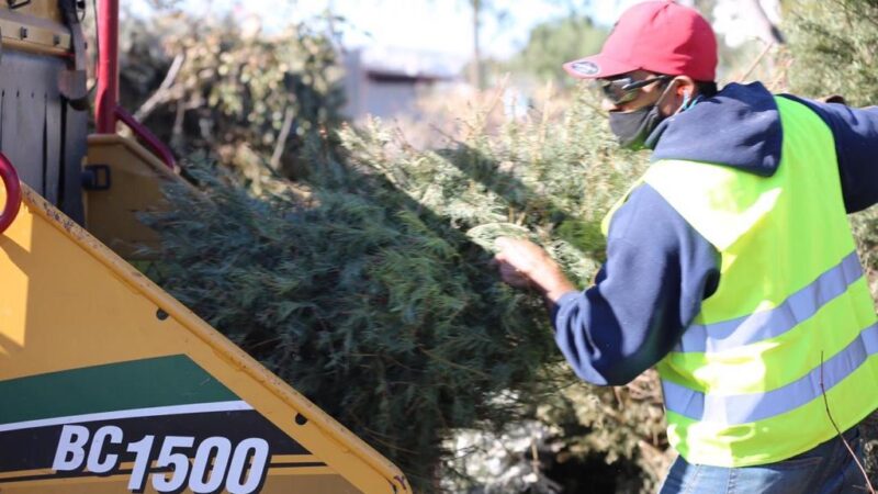 Trituran 6 mil 900 árboles navideños para diversos usos