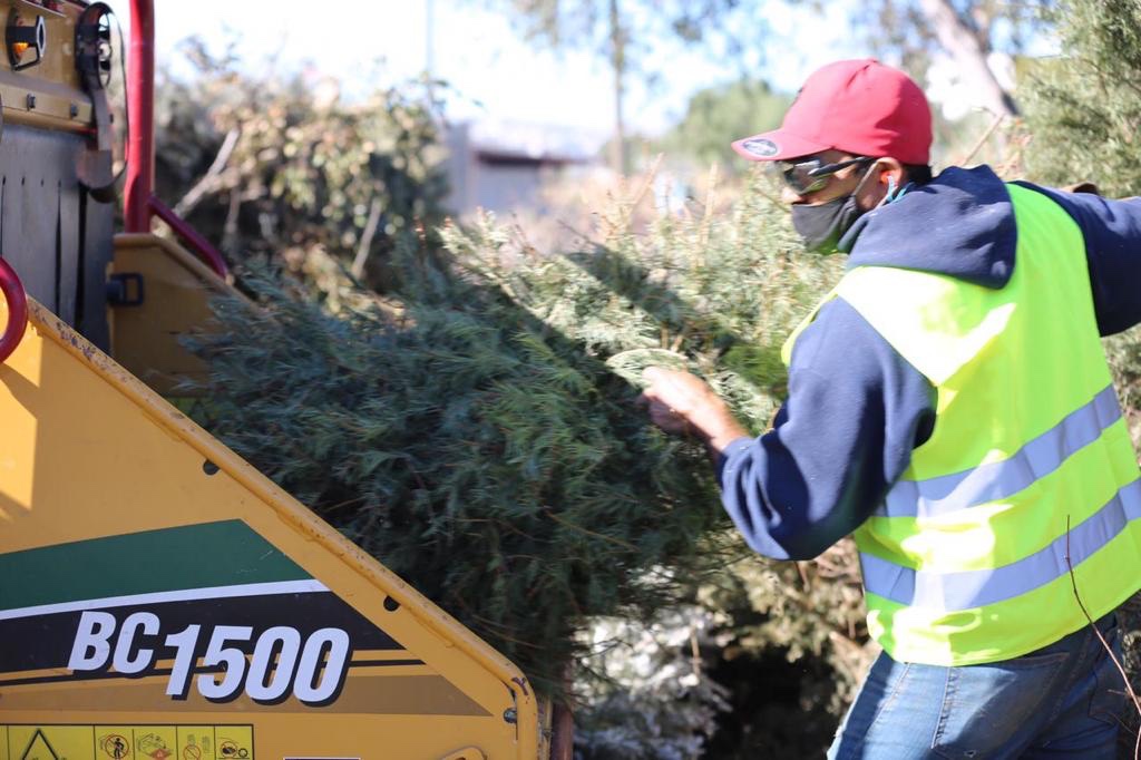 Trituran 6 mil 900 árboles navideños para diversos usos