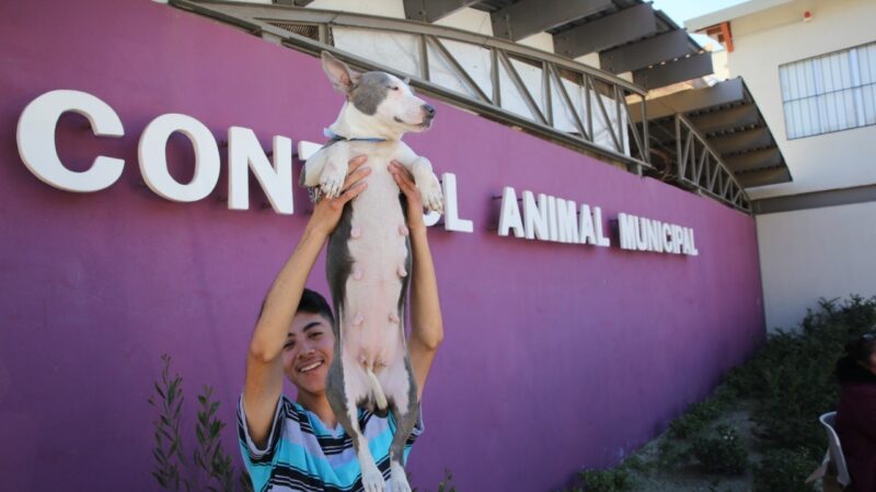 control animal tijuana