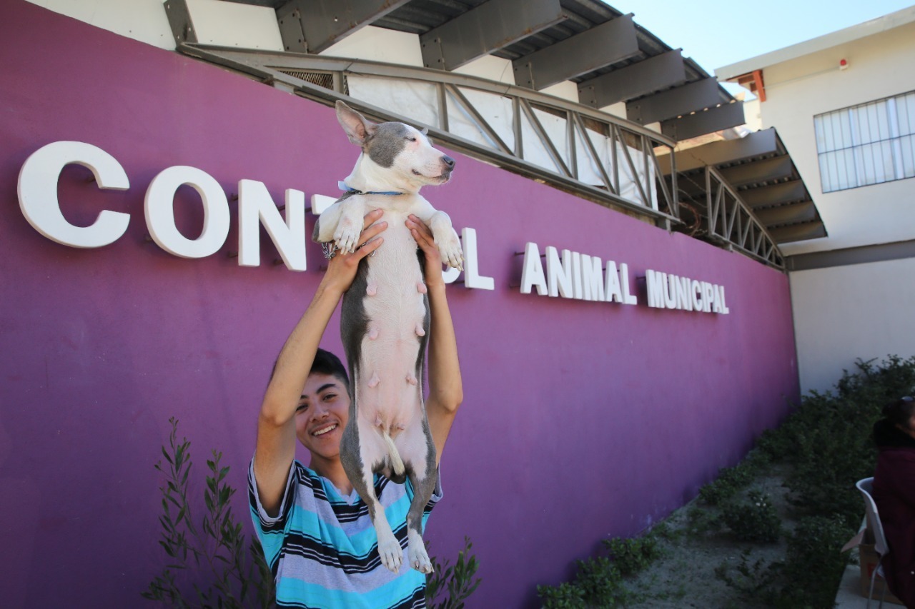 Mas de 17 mil mascotas vacunadas en jornadas médicas asistenciales