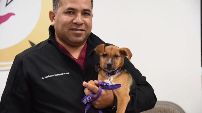 Taquerías con 100% carne de perros callejeros en CDMX. Cómo y dónde adoptar una mascota en Tijuana