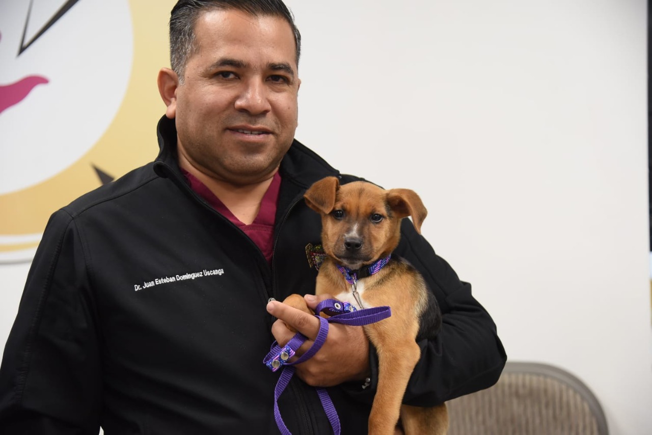 Taquerías con 100% carne de perros callejeros en CDMX. Cómo y dónde adoptar una mascota en Tijuana