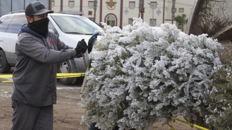 Siguen activos en Rosarito los centros de acopio de arbolitos navideños