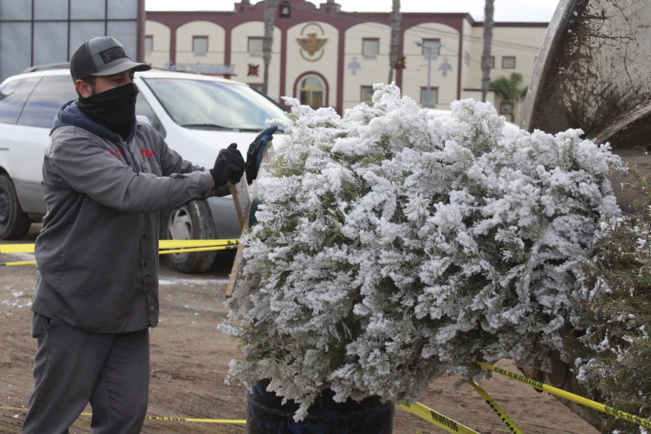 Siguen activos en Rosarito los centros de acopio de arbolitos navideños