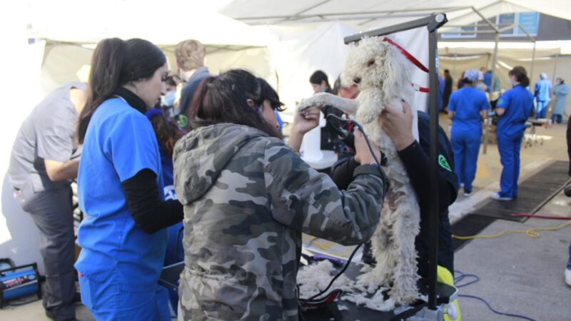 Habrá jornada de esterilización gratuita de perros y gatos en Rosarito