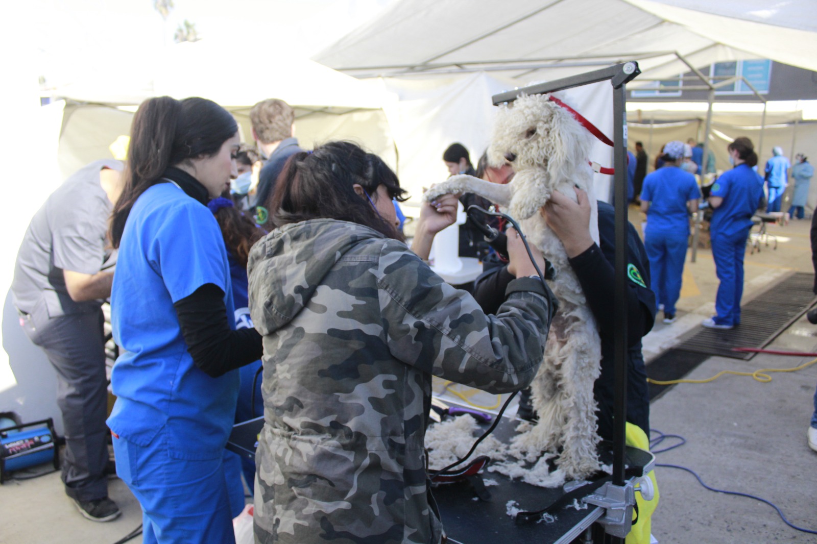Habrá jornada de esterilización gratuita de perros y gatos en Rosarito