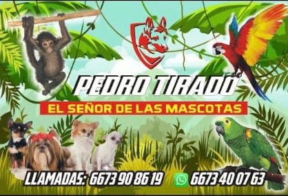 Descubre el mundo de las mascotas en Tijuana con Pedro Tirado, el Señor de las Mascotas