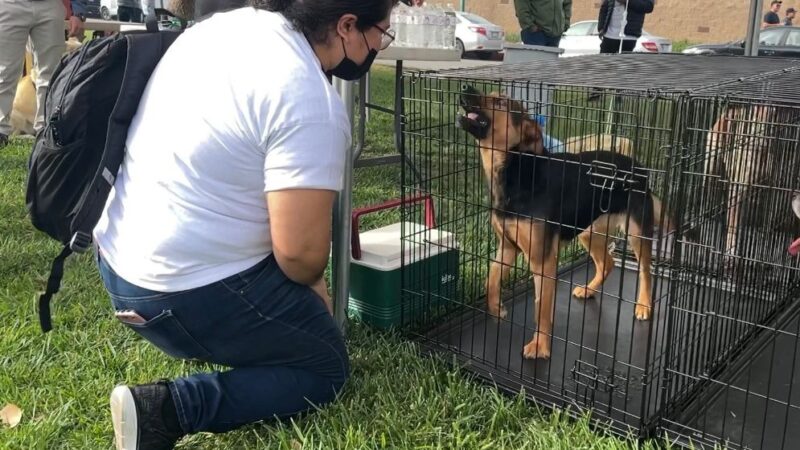 Organizan Croquetón a beneficio de animales en situación de calle