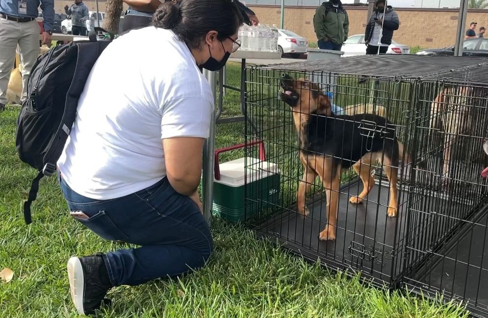 Organizan Croquetón a beneficio de animales en situación de calle