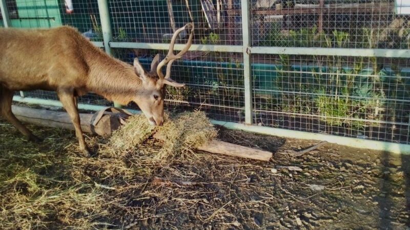 Animales de zoológico del Parque Morelos en óptimas condiciones