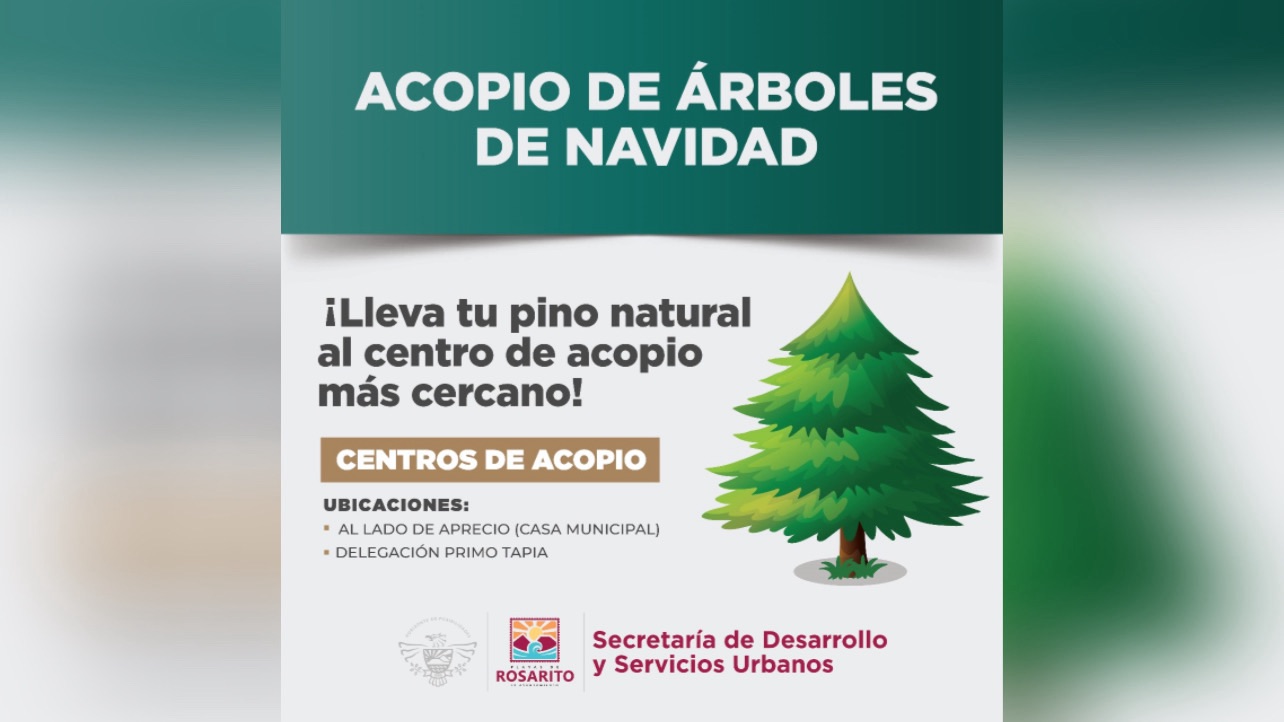 Activan Centros de Acopio para Árboles de Navidad en Rosarito