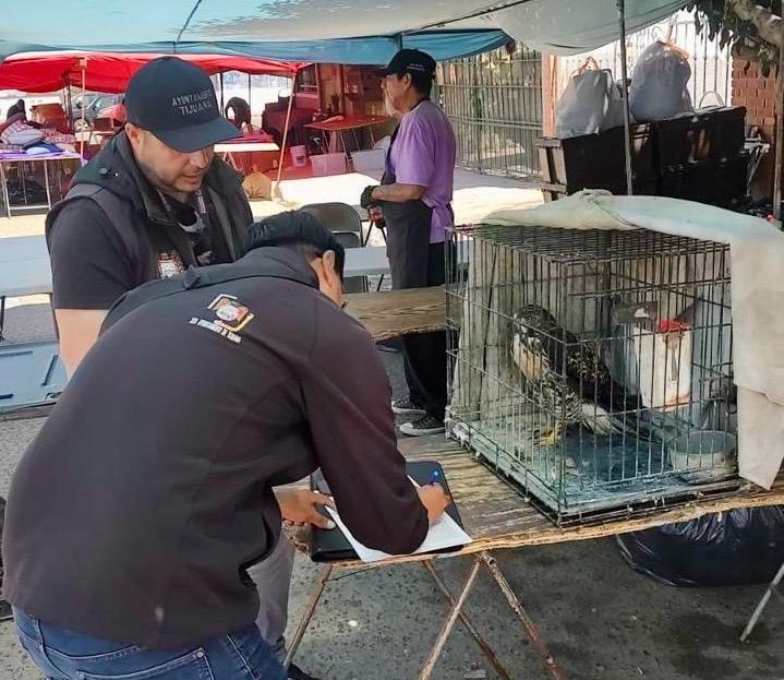 Tijuana rescata aves exóticas y sanciona venta ilegal