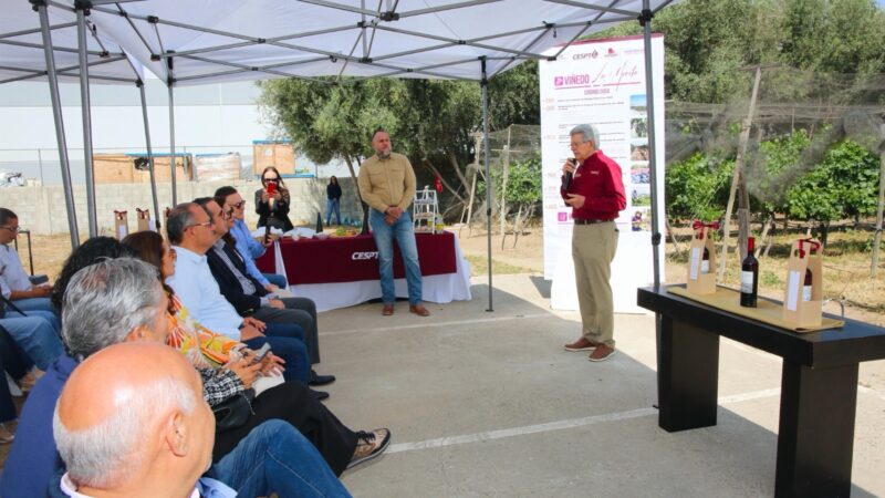 Viñedo de CESPT en Tijuana usa agua tratada para producir vino
