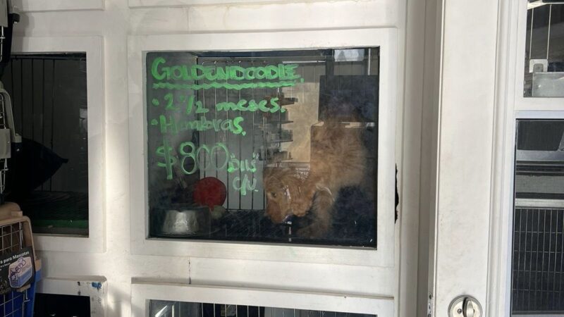 Clausura Ayuntamiento de Tijuana establecimiento por venta ilegal de animales