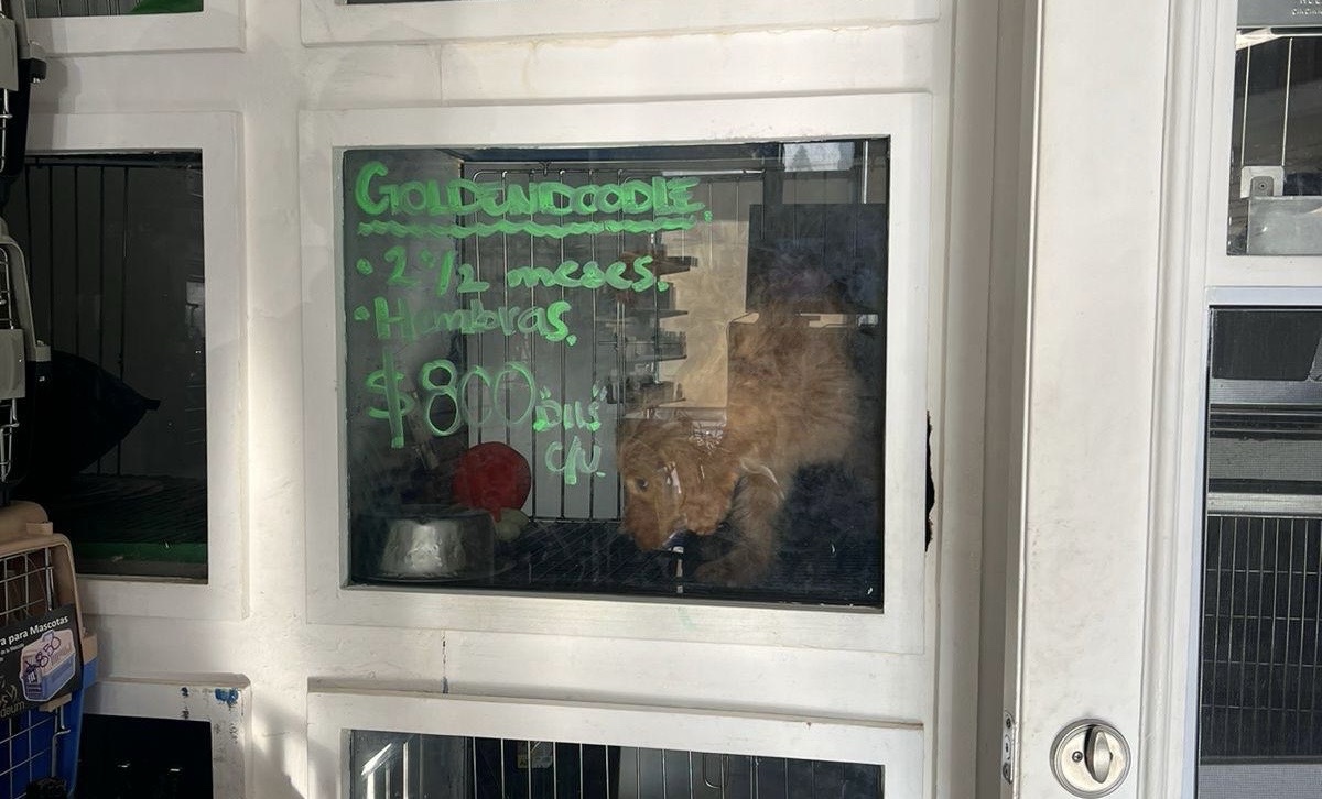 Clausura Ayuntamiento de Tijuana establecimiento por venta ilegal de animales