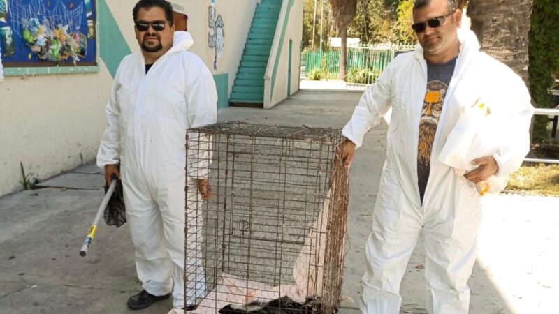 Rescata SIMPATT a cuatro zorrillos en la Preparatoria Lázaro Cárdenas