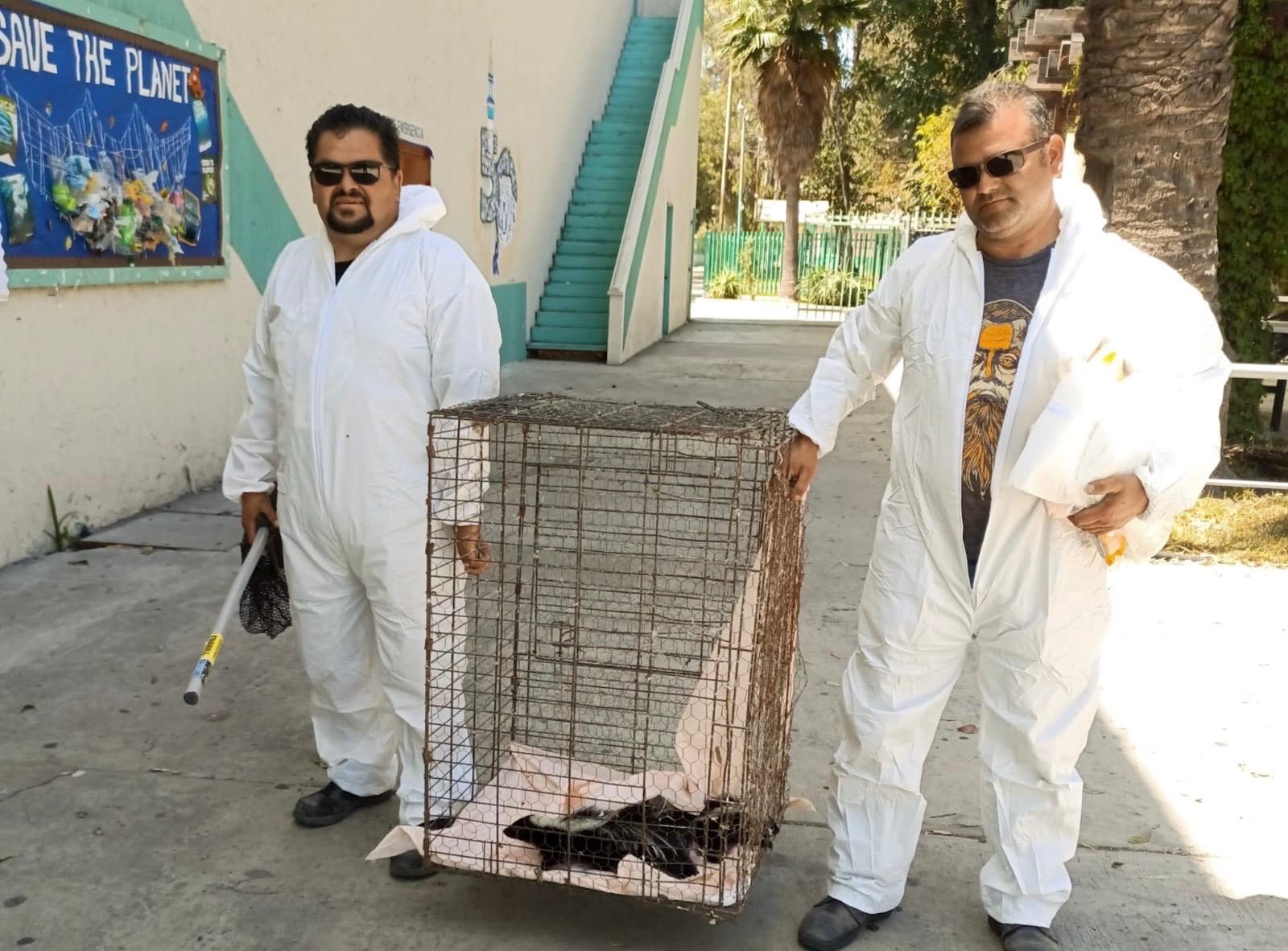 Rescata SIMPATT a cuatro zorrillos en la Preparatoria Lázaro Cárdenas