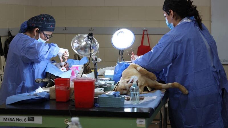 Más de 350 mascotas recibieron esterilización gratuita en Tijuana