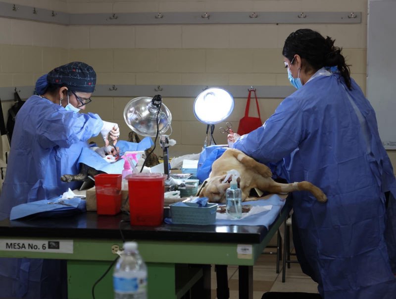Más de 350 mascotas recibieron esterilización gratuita en Tijuana