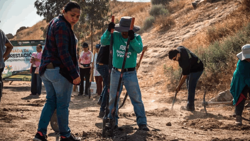 Plantan más de 190 árboles en colonia Tijuana Progreso