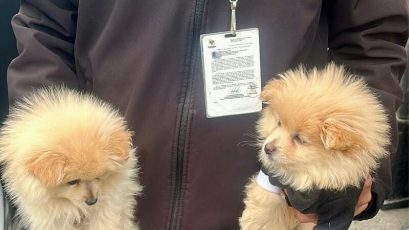 Rescata Gobierno Municipal de Tijuana a dos caninos en situación de riesgo en la delegación La Mesa