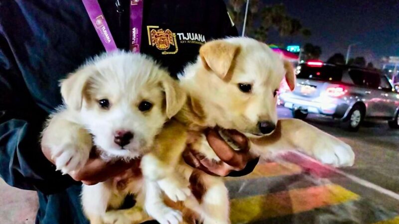 Rescata Gobierno Municipal de Tijuana a cuatro cachorros víctimas de venta ilegal