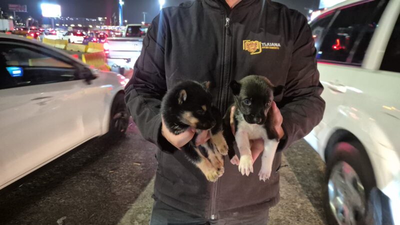 Refuerzan acciones por bienestar animal en Tijuana