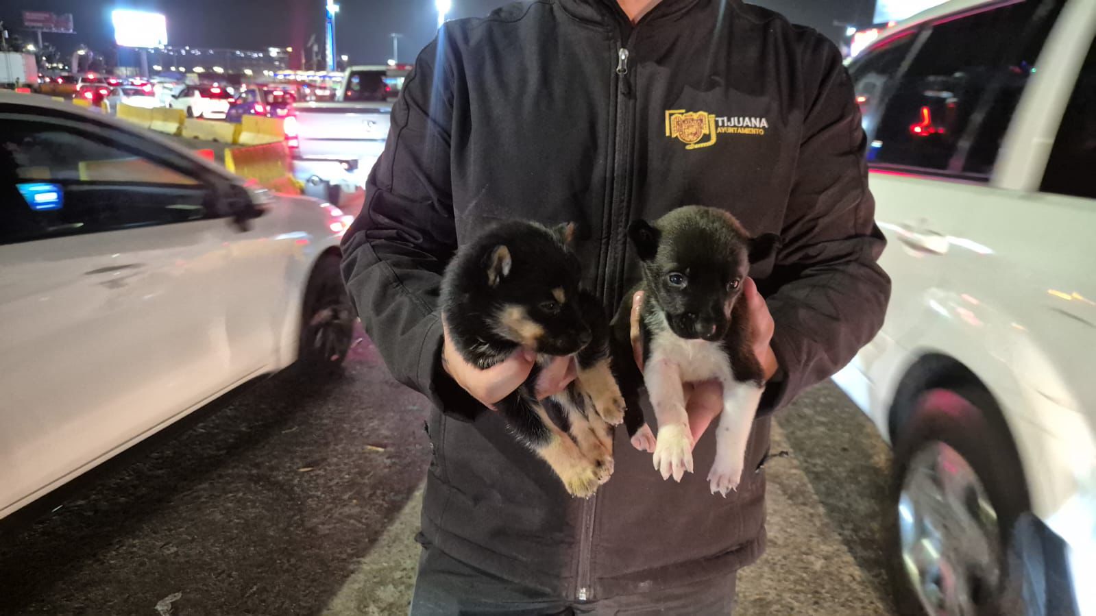 Refuerzan acciones por bienestar animal en Tijuana