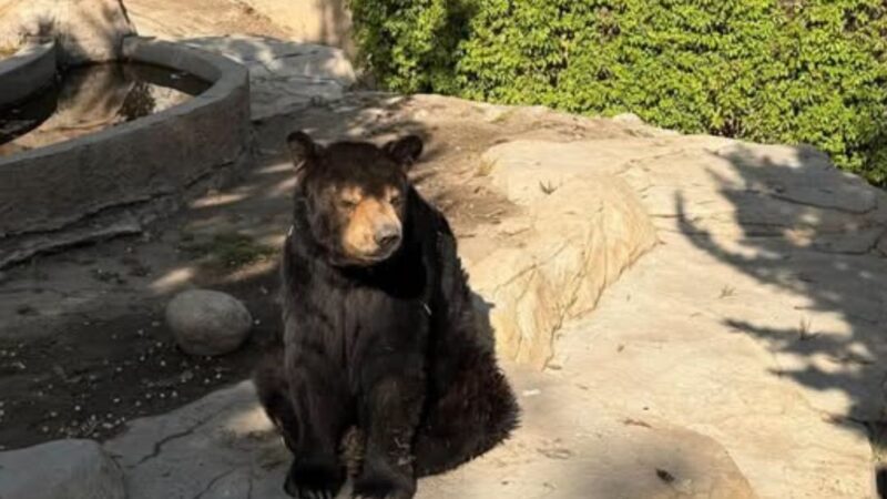 Muere Yogui, el emblemático oso negro del Parque Morelos de Tijuana