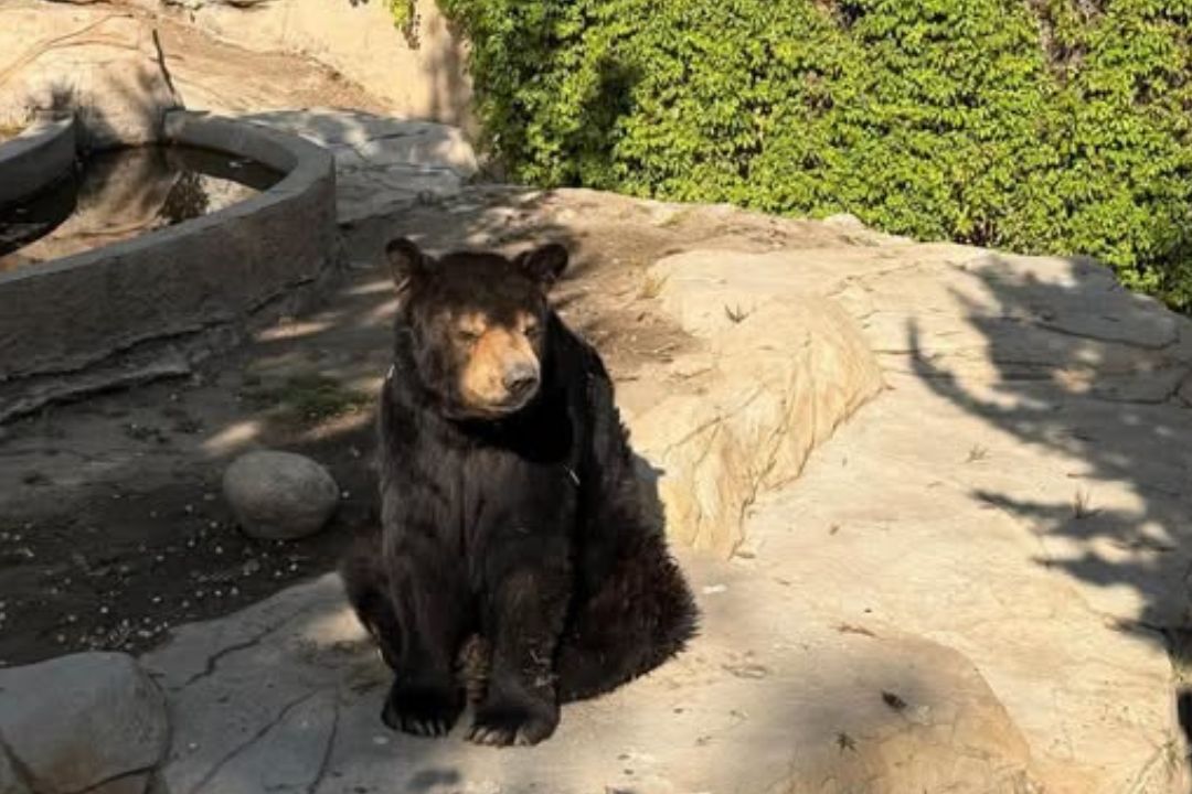 Muere Yogui, el emblemático oso negro del Parque Morelos de Tijuana