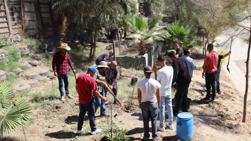 Siembran 25 árboles frutales y dan nueva vida a pinos navideños en Tijuana