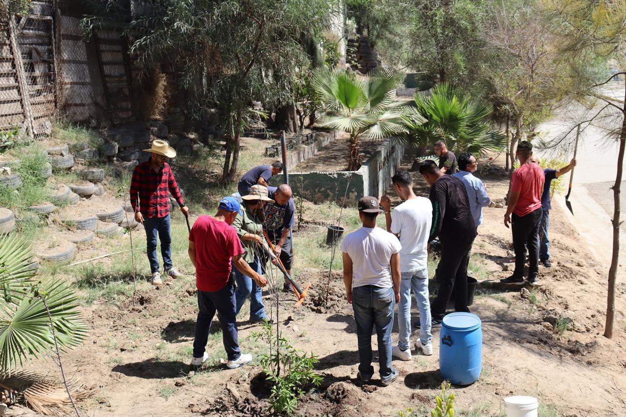 Siembran 25 árboles frutales y dan nueva vida a pinos navideños en Tijuana